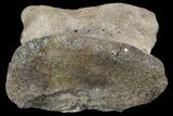 Ceratopsian Dinosaur Toe Bone - Alberta (Disposition #-) #97050-1
